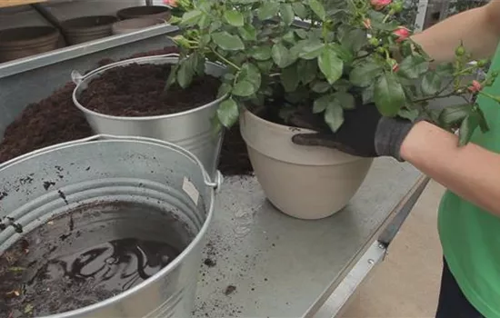 Rosen - Einpflanzen in ein Gefäß Rosen - Einpflanzen in ein Gefäß