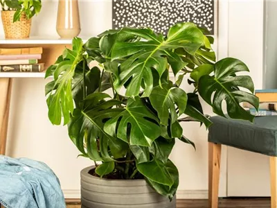 Die 5 besten Pflanzen fürs Homeoffice