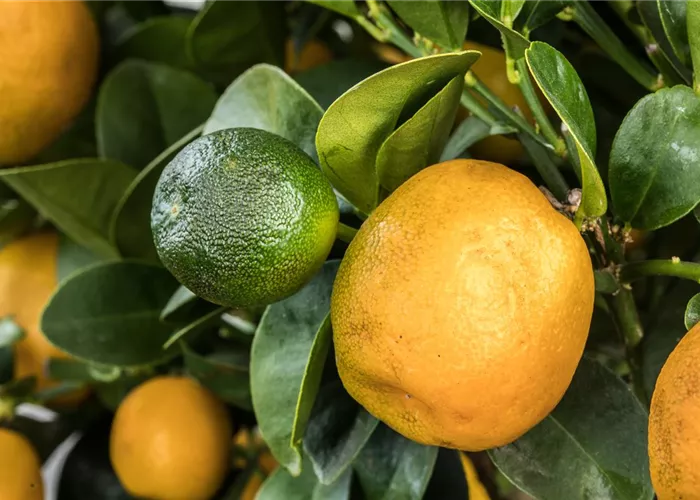 Mediterrane Pflanzen