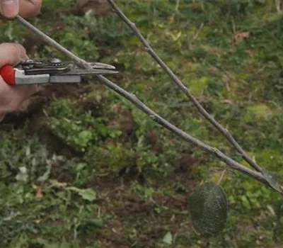 Apfelbaum - Pflanzschnitt Apfelbaum - Pflanzschnitt