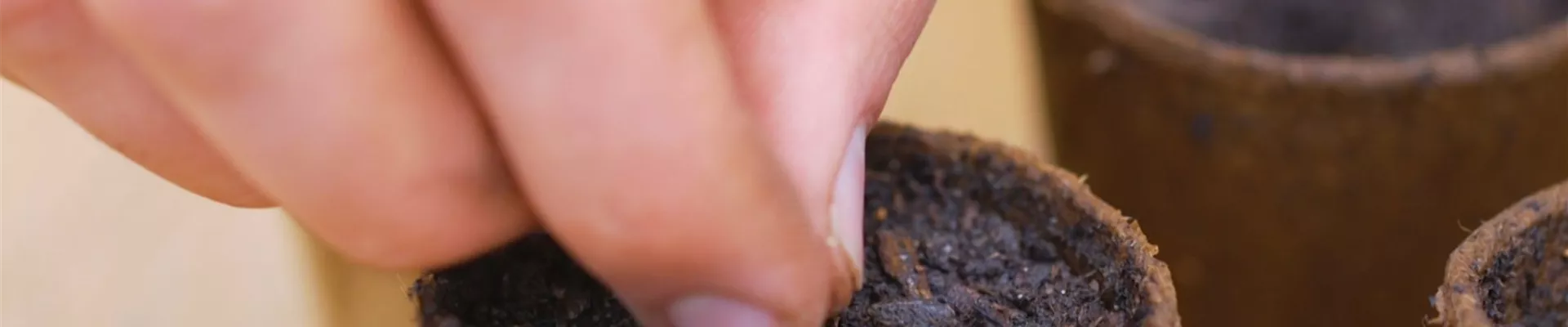 Zucchini - Aussaat (Thumbnail2) Zucchini - Aussaat (Thumbnail2)