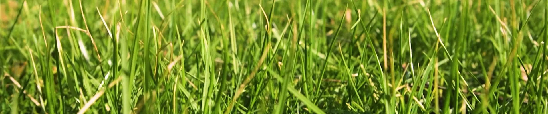 Rasen anlegen (Thumbnail) Rasen anlegen (Thumbnail)