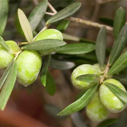 Olea europaea "Olivia"