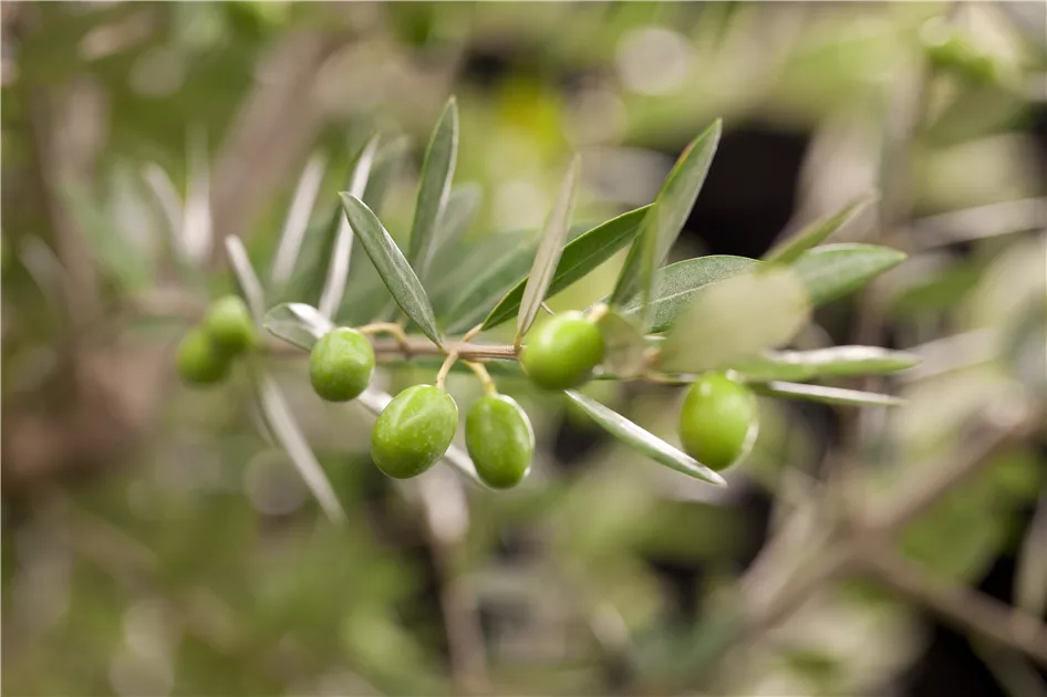 Olea europaea "Olivia"