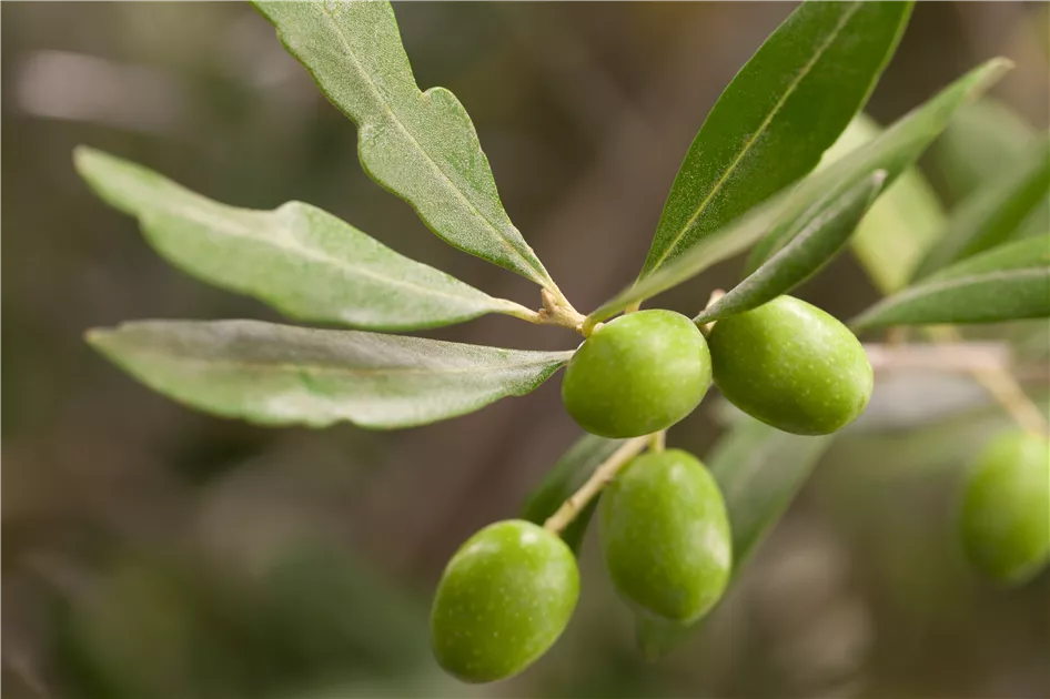 Olea europaea "Olivia"