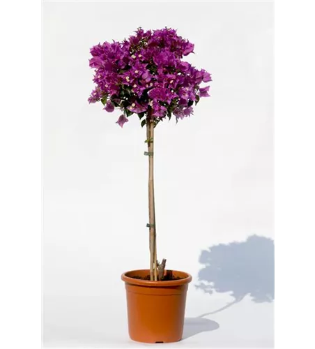 Bougainvillea glabra 'Sanderiana' Bougainvillea glabra 'Sanderiana'