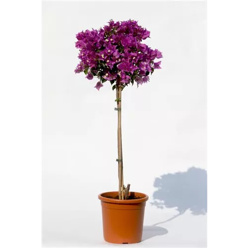 Bougainvillea glabra 'Sanderiana'