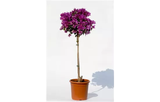 Bougainvillea glabra 'Sanderiana' Bougainvillea glabra 'Sanderiana'