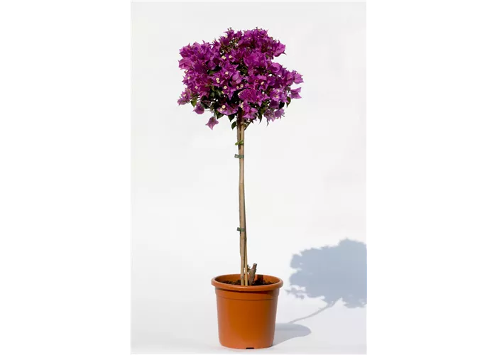 Bougainvillea glabra 'Sanderiana'