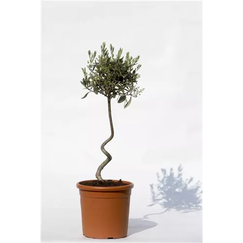 Olea europaea "Olivia-Curly"