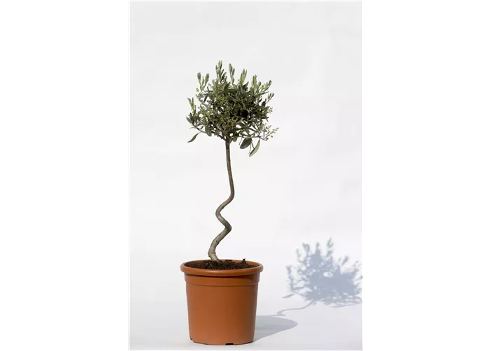 Olea europaea "Olivia-Curly"