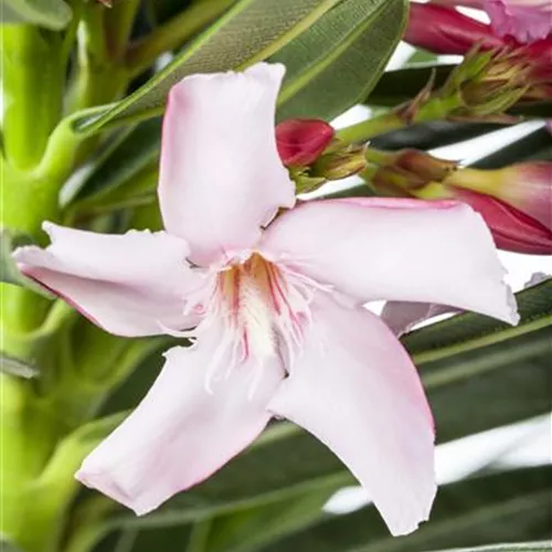 Nerium oleander "Alessio"