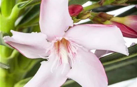 Nerium oleander "Alessio" Nerium oleander "Alessio"