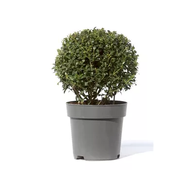 Ilex crenata "Ole" Ilex crenata "Ole"