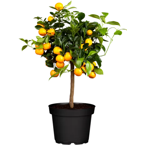 Calamodin Orangenbaum