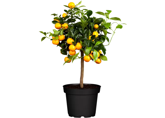 Calamodin Orangenbaum