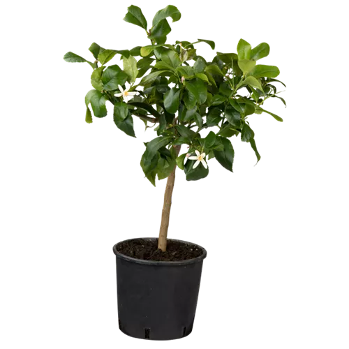 Citrus limon - Klassiker als Stamm!