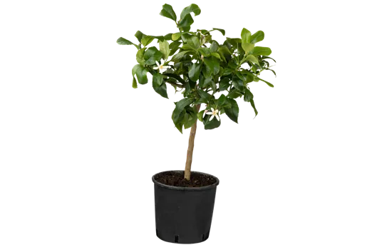 Citrus limon - Klassiker als Stamm! Citrus limon - Klassiker als Stamm!