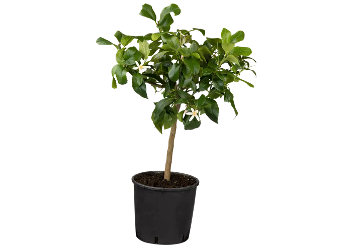 Citrus limon - Klassiker als Stamm!