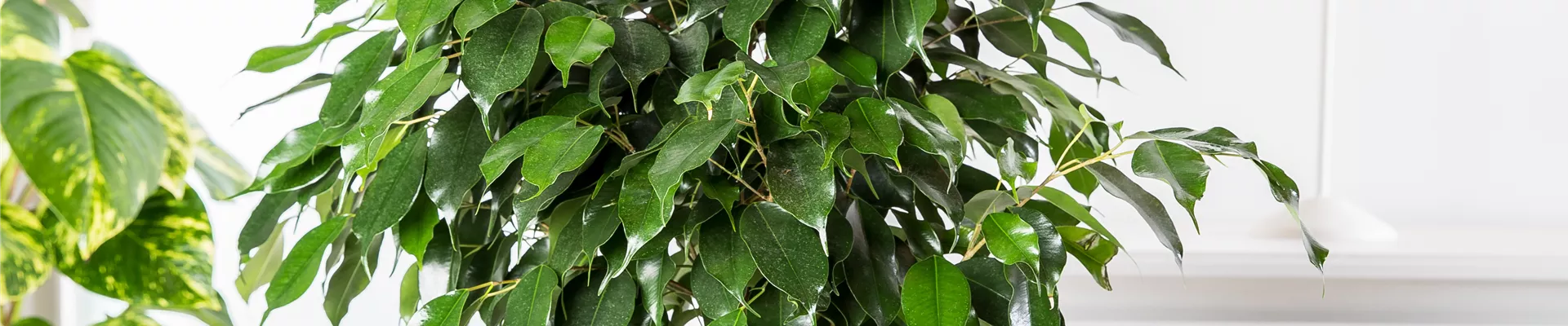 Ficus benjamina Ficus benjamina