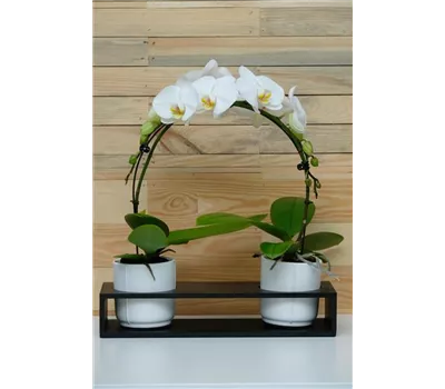 Exklusiver Orchideenbogen "Ponto" Exklusiver Orchideenbogen "Ponto"