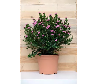 Toskanische Rose  Toskanische Rose