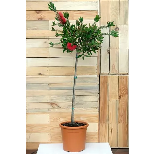 Callistemnon citrinus 