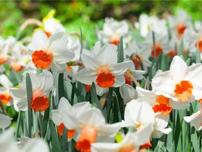 Alpenveilchen als Highlight in Haus und Garten Alpenveilchen als Highlight in Haus und Garten