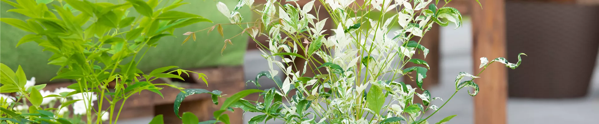 Nandina domestica 'Twilight'