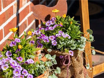 Beet- und Balkonpflanzen pflegen und bunte Blüten bewundern Beet- und Balkonpflanzen pflegen und bunte Blüten bewundern