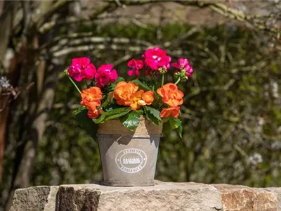 Begonien als blühende Akzente für Balkon und Garten Begonien als blühende Akzente für Balkon und Garten