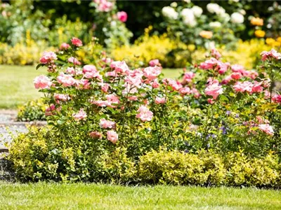 Bezaubernde Gartengestaltung mit Beetrosen entdecken Bezaubernde Gartengestaltung mit Beetrosen entdecken