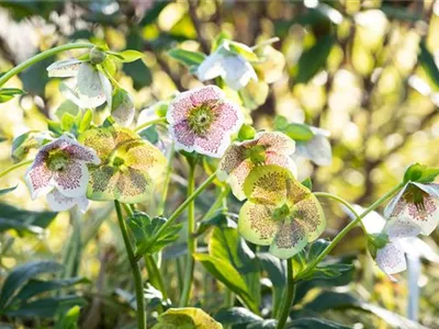 Christrosen pflanzen und für elegante Blüten sorgen