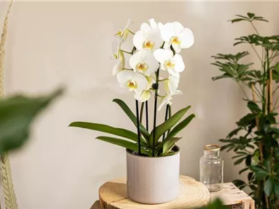 Die beliebtesten Orchideen für echte Pflanzenfans