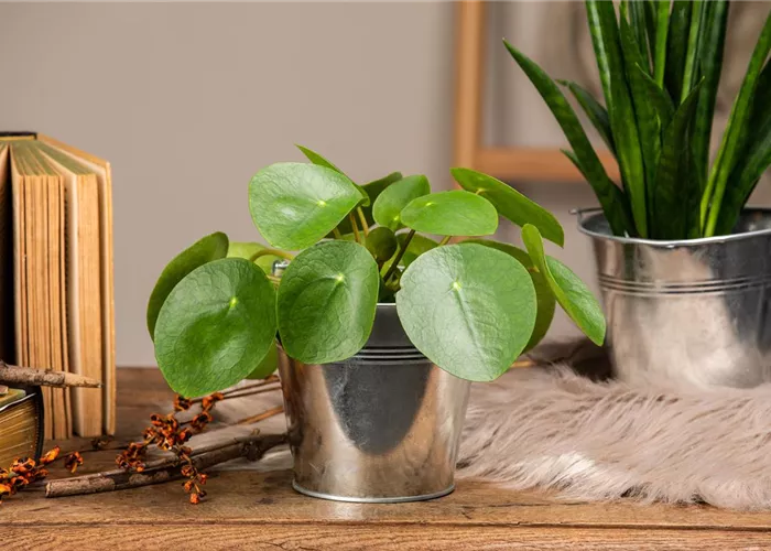 Die besonderen Eigenschaften von Zimmerpflanzen kennenlernen Die besonderen Eigenschaften von Zimmerpflanzen kennenlernen