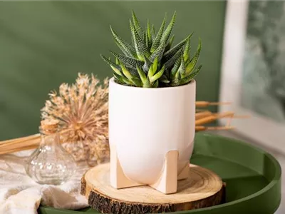 Die einmaligen Besonderheiten von Kakteen und Sukkulenten 