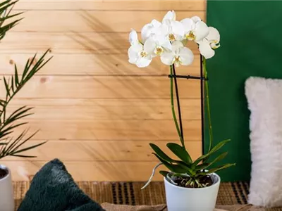 Die einmaligen Besonderheiten von Orchideen