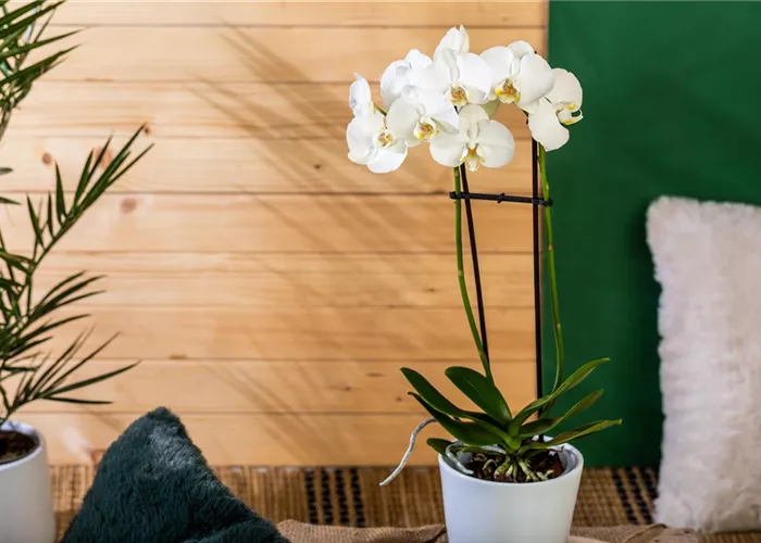 Die einmaligen Besonderheiten von Orchideen Die einmaligen Besonderheiten von Orchideen