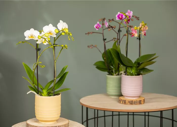 Orchideen pflanzen und Exotik genießen Orchideen pflanzen und Exotik genießen