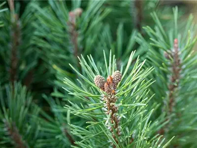 Die passenden Nadelgehölze für jeden Standort im Garten