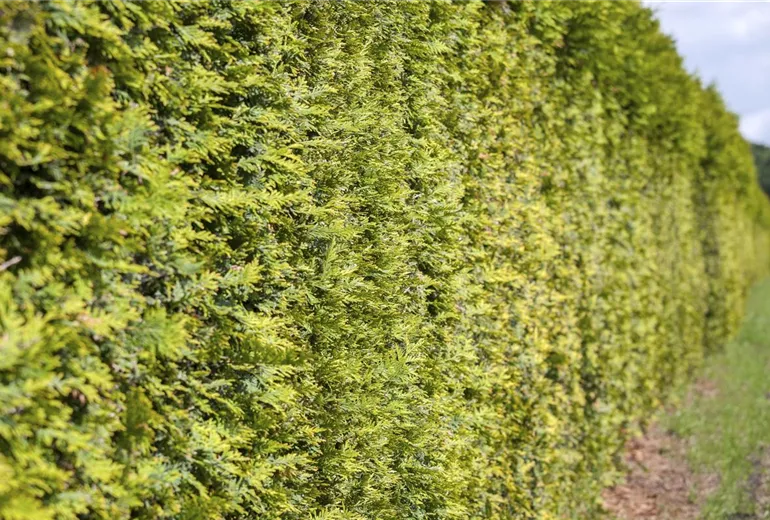 Thuja occidentalis