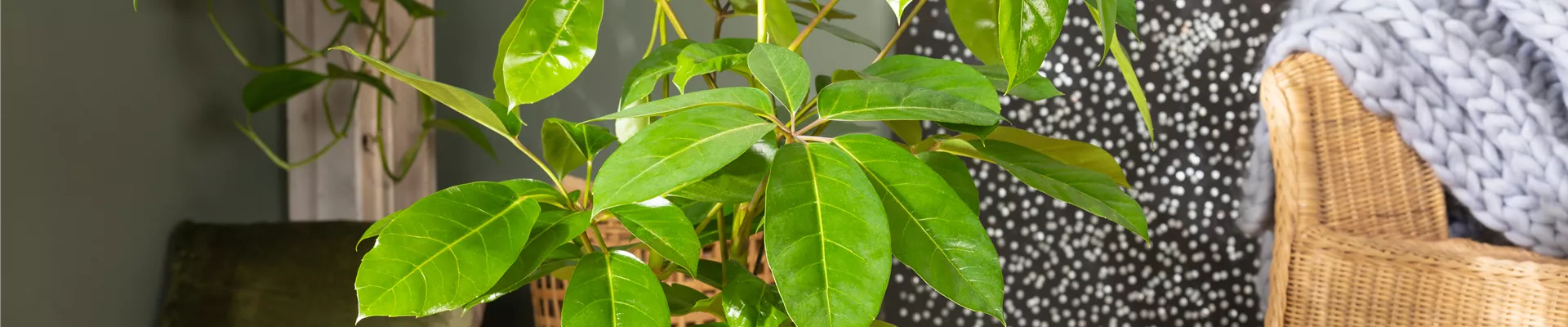 Schefflera arboricola 'Amate'