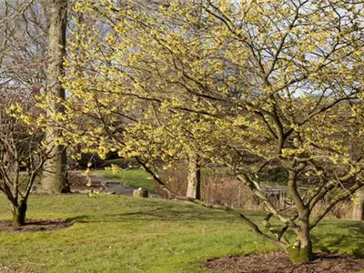 Eine Zaubernuss als Bereicherung im eigenen Garten
