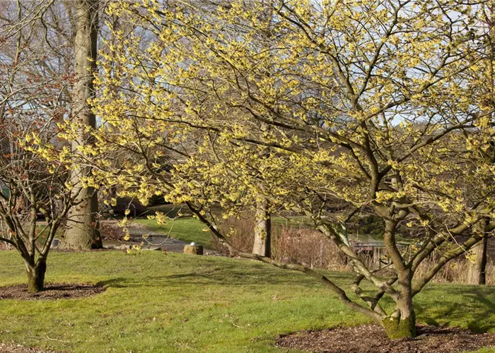 Eine Zaubernuss als Bereicherung im eigenen Garten