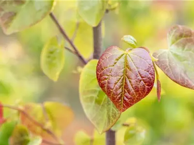 Gartengestaltung mit Laubgehölzen – So strahlt der Garten in allen Farben