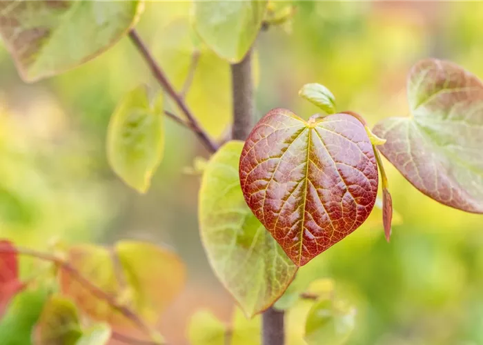Gartengestaltung mit Laubgehölzen – So strahlt der Garten in allen Farben