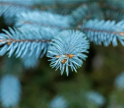 Gartengestaltung mit Nadelgehölzen – Ein immergrüner Garten Gartengestaltung mit Nadelgehölzen – Ein immergrüner Garten