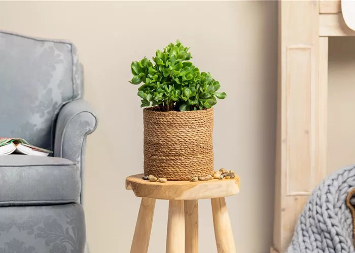 Moderne Raumgestaltung mit Kakteen und Sukkulenten Moderne Raumgestaltung mit Kakteen und Sukkulenten