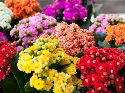 Kalanchoe pflanzen und Blüten im Winter genießen