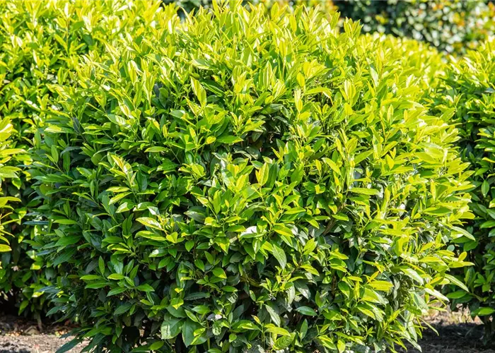Kirschlorbeer – Der beliebte Gartenbewohner